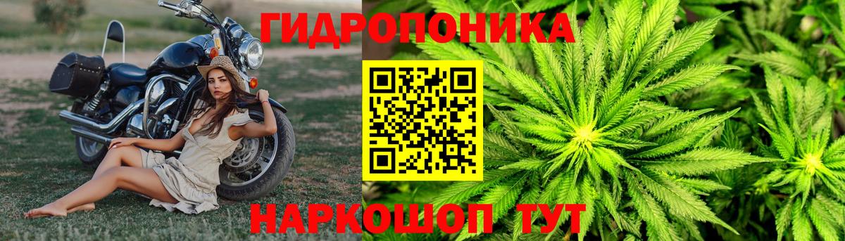 Каннабис OG Kush Новодвинск